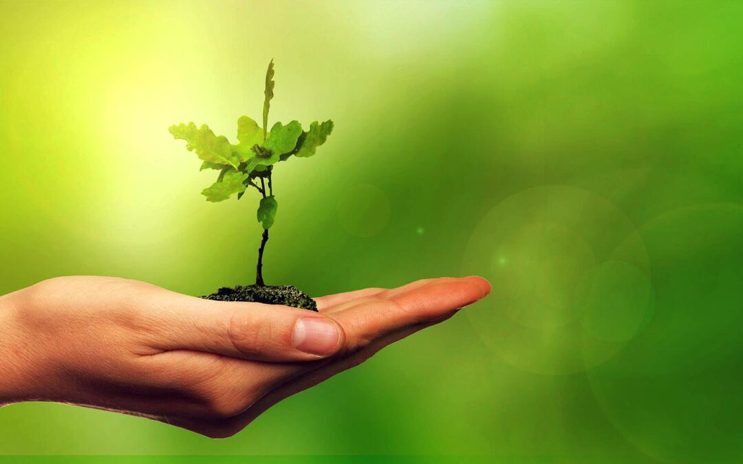 Building a Better Environment in the Construction Industry: What is the Role of Environmental Economists?