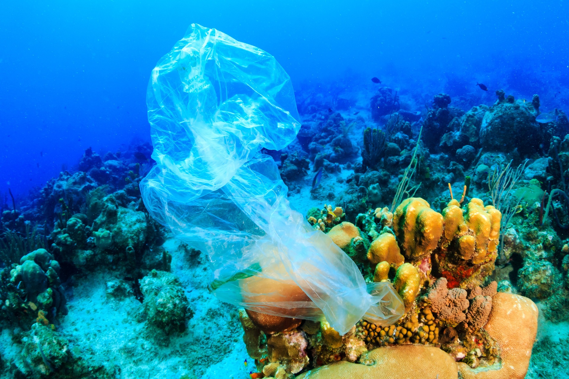 Causes of Ocean Pollution and Tips to Reduce and Prevent It